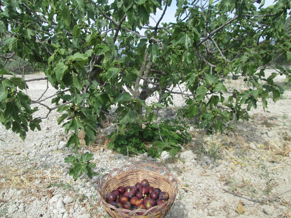 Agriturismo Donna Beatrice Bianco Zewnętrze zdjęcie